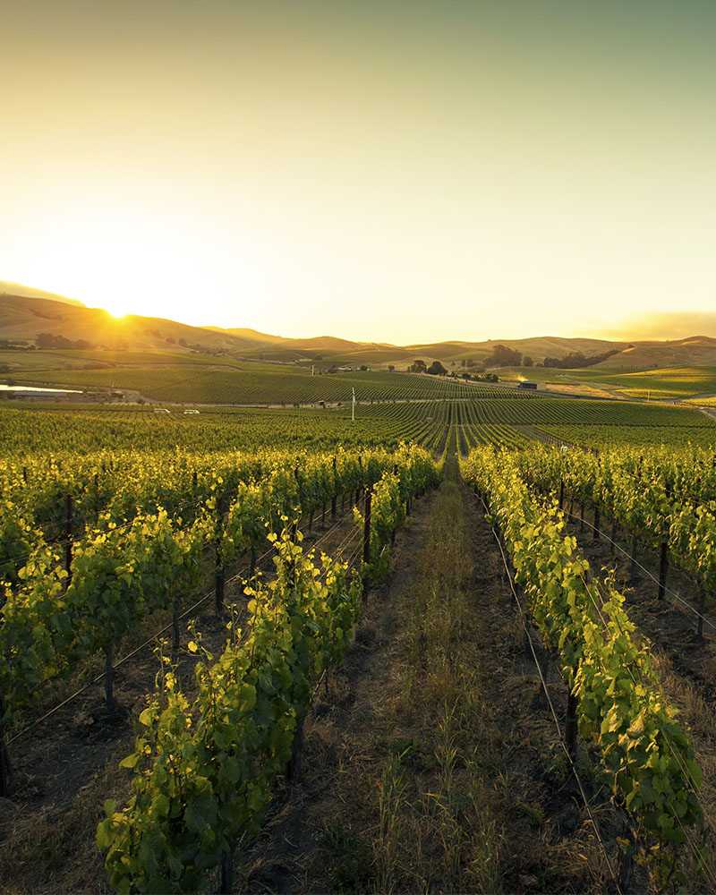 Event Photo: Grgich Hills Estate <br>Wine Dinner